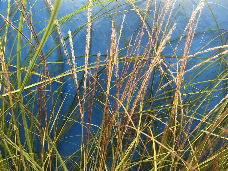 Miscanthus sinensis 'Adagio'-0