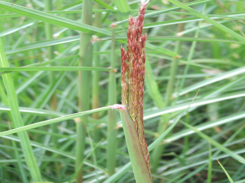 Miscanthus sinensis 'Adagio'-16255