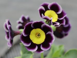 Primula auricula 'Molly Langford'-0