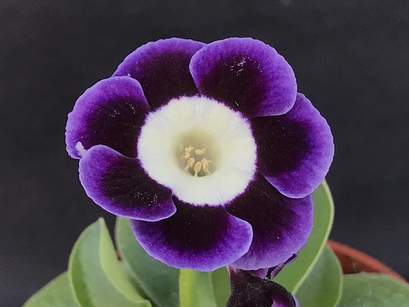 Primula auricula 'Muriel James'-0