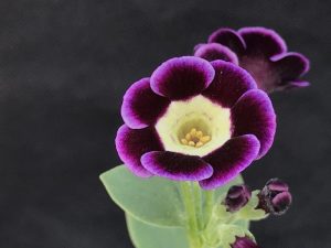 Primula auricula 'Nina'-0