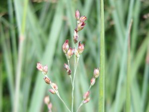 Panicum virgatum 'Northwind'-16264