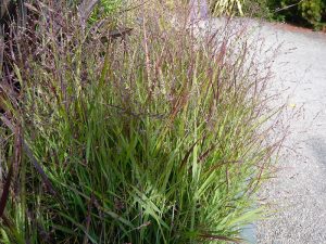 Panicum virgatum 'Shenandoah'-0