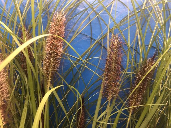 Pennisetum 'Dark Desire'-0