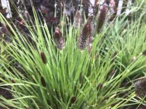 Pennisetum 'Red Buttons'-0