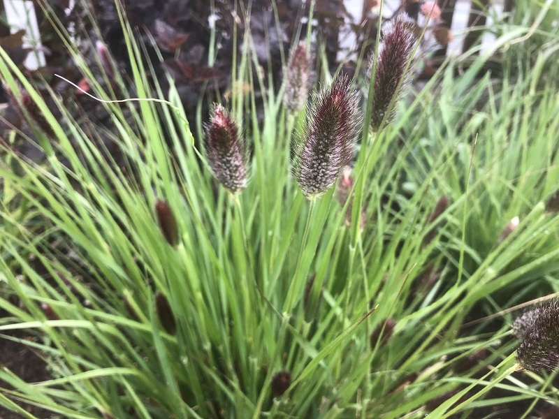 Pennisetum 'Red Buttons'-0