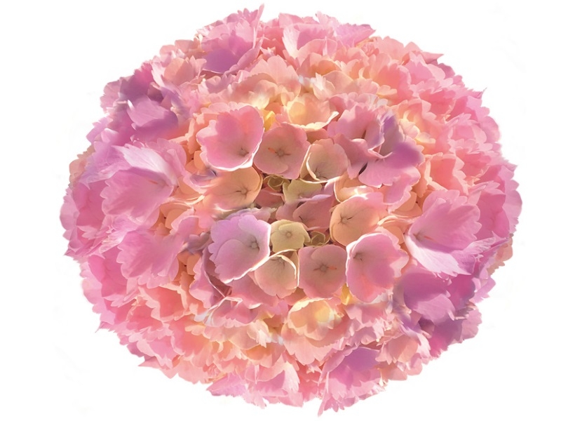 Hydrangea macrophylla Pink Sensation®-16249