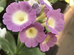 Primula auricula 'Powder Puff'-0