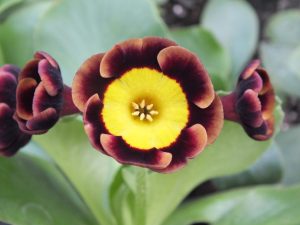 Primula auricula 'Gollum'-0