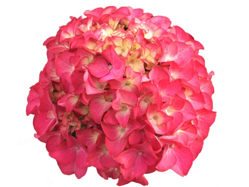 Hydrangea macrophylla 'Red Angel'-16245