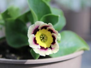 Primula auricula 'Sirius'-0