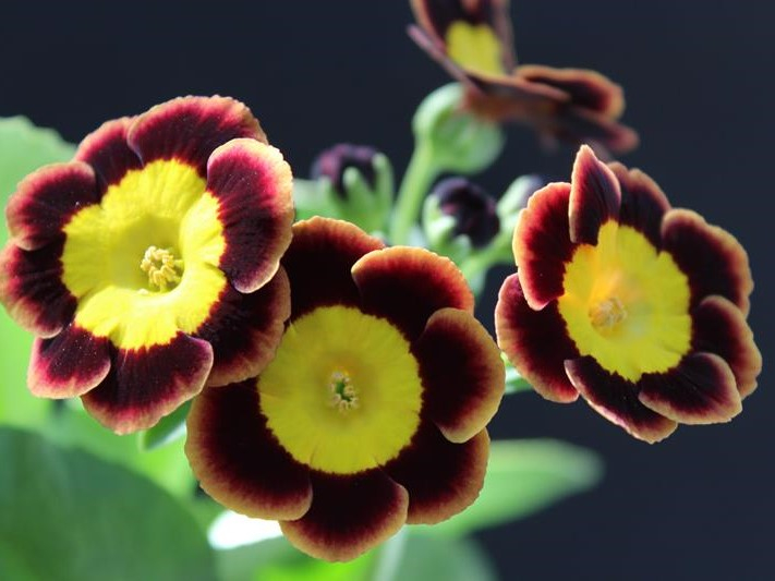 Primula auricula 'Sumo'-0