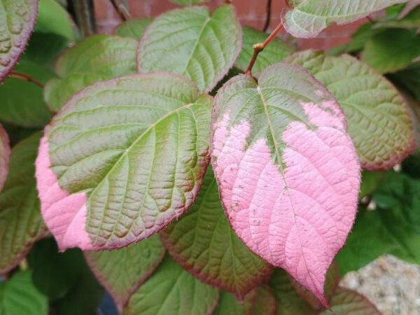 Actinidia kolomikta with pink markings on the leaves