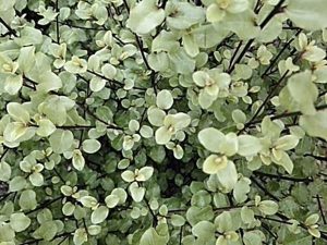 Pittosporum tenuifolium 'Cratus'-0