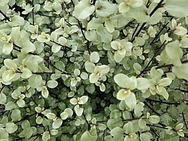 Pittosporum tenuifolium 'Cratus'-0