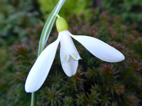 Galanthus woronowii 'Elizabeth Harrison'-0