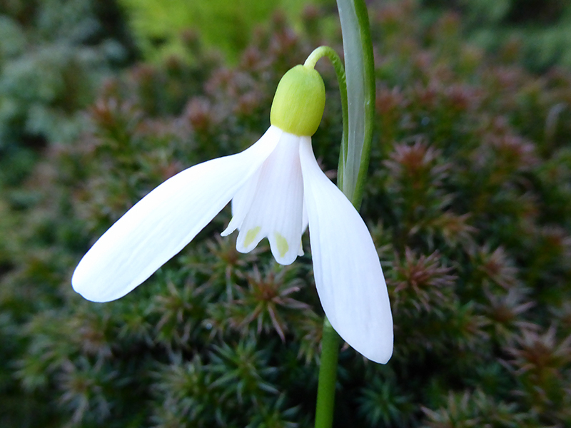 Galanthus woronowii 'Elizabeth Harrison'-25339