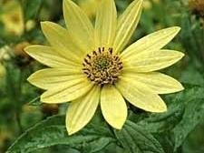 Helianthus 'Lemon Queen'-0