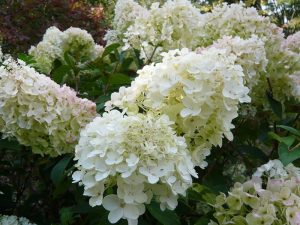 Hydrangea paniculata 'Silver Dollar'-0