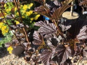 Physocarpus opulifolius 'Brown Sugar'-0