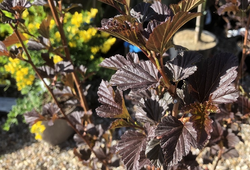 Physocarpus opulifolius 'Brown Sugar'-0