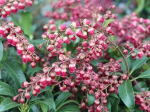 Pieris japonica 'Passion' -0
