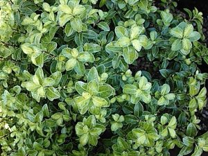 Pittosporum tenuifolium 'Golden Ball'-0