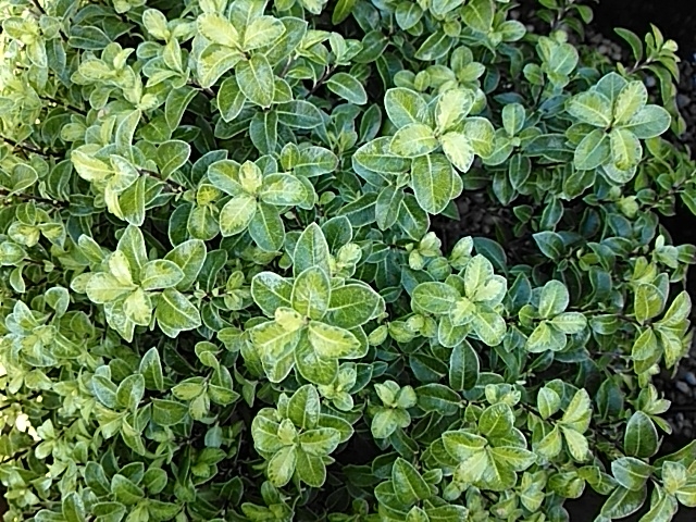 Pittosporum tenuifolium 'Golden Ball'-0