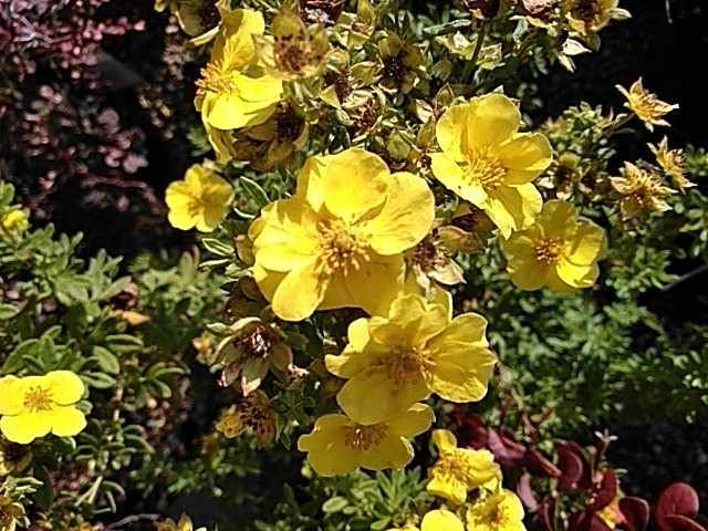 Potentilla fruticosa 'Yellow Bird'-0