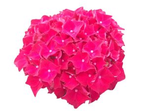 Hydrangea macrophylla 'Royal Red'-0