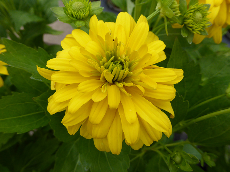 Rudbeckia lacinata 'Goldquelle'-0