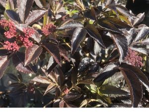 Sambucus nigra 'Thundercloud'-0