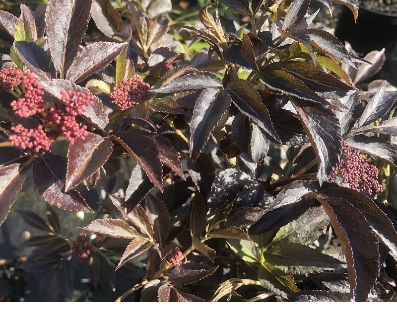 Sambucus nigra 'Thundercloud'-0