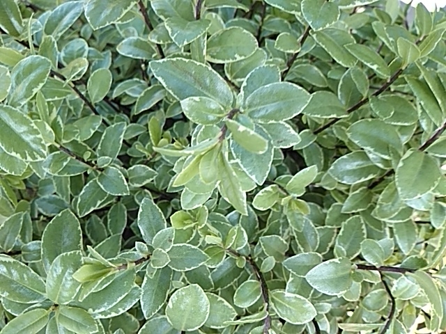 Pittosporum tenuifolium 'Silver Ball'-0