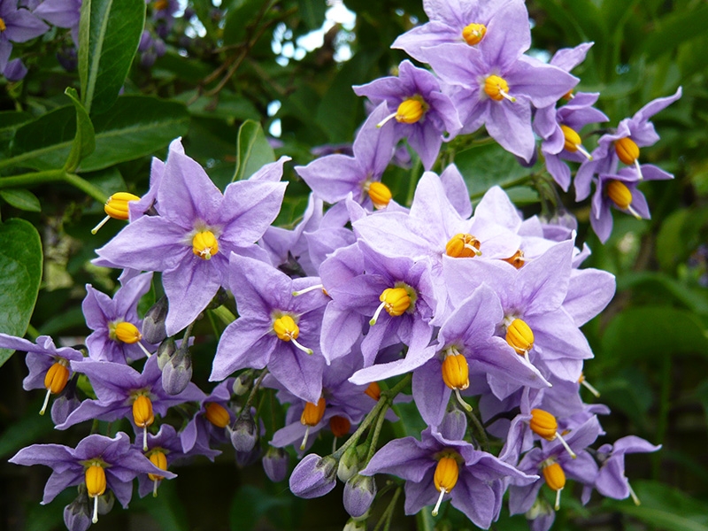 Solanum crispum 'Glasnevin'-0