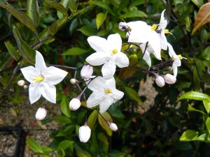 Solanum jasminoides 'Album' (syn.Solanum laxum 'Album')-0
