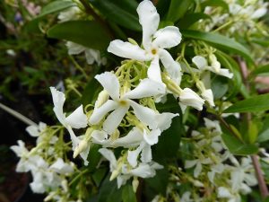 Trachelospermum jasminiodes-0