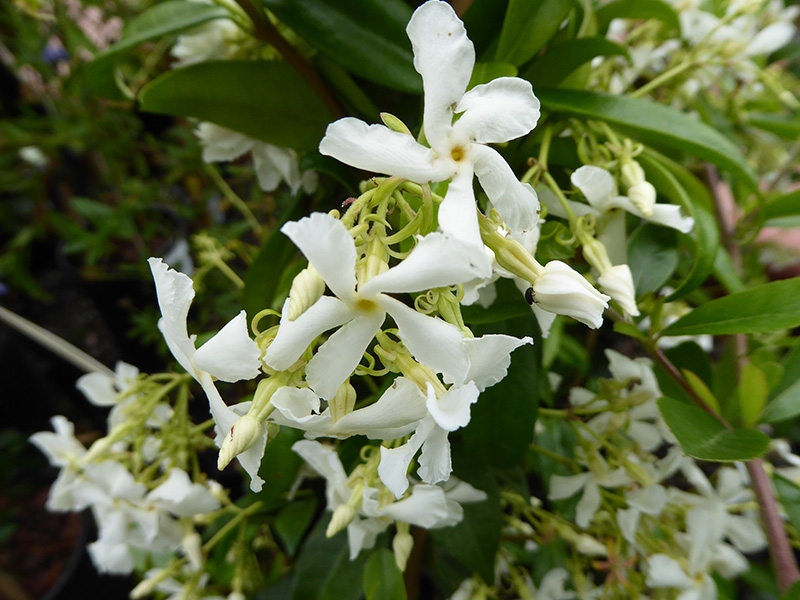 Trachelospermum jasminiodes-0