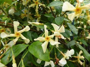 Trachelospermum jasminiodes Star of Toscana 'Selbra'-0