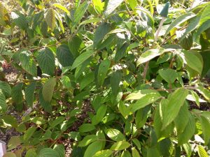 Viburnum plicatum 'Kilimanjaro'-0