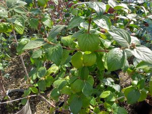 Viburnum carlesii-0
