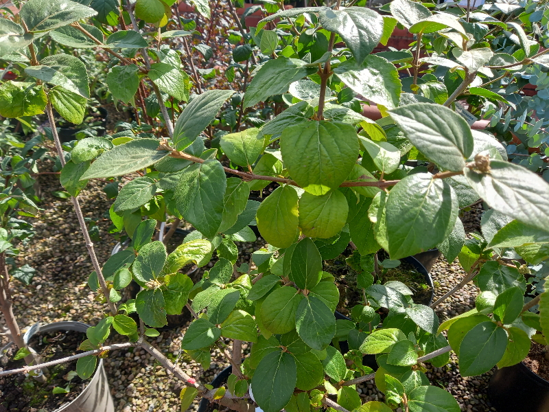Viburnum carlesii-0