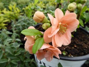Chaenomeles speciosa 'Mango Storm'-0
