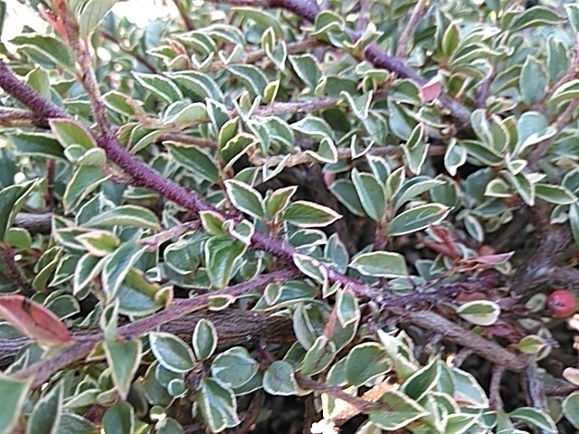 Cotoneaster horizontalis 'Variegata'-0