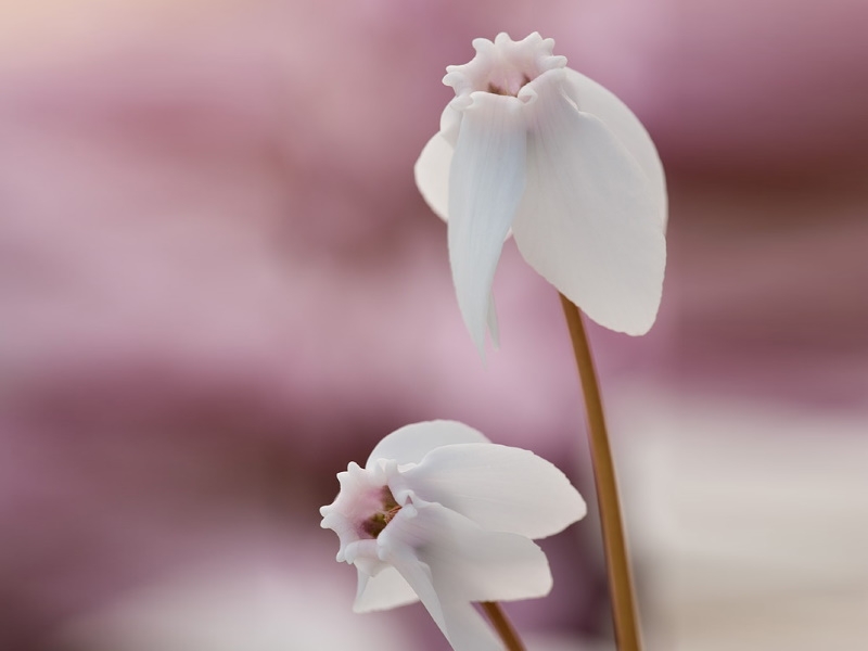 Cyclamen hederifolium 'Stargazer' (white form)-0