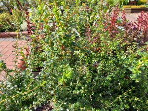 Escallonia 'Red Elf'-0