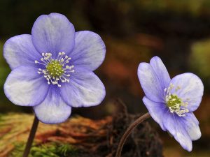 Hepatica nobilis Blue Cloud Group-0