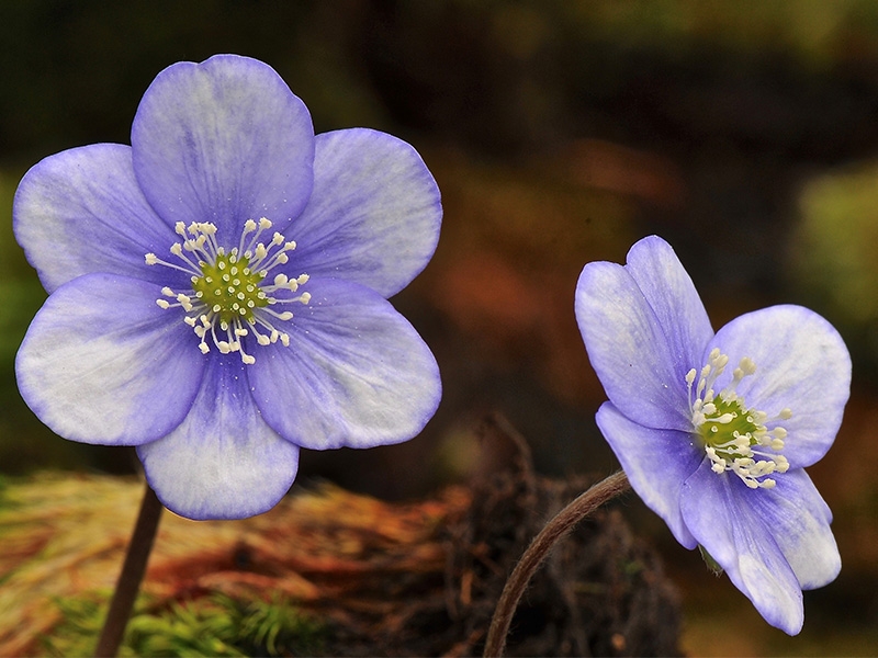 Hepatica nobilis Blue Cloud Group-0