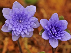 Hepatica nobilis 'Mussels Plena'-0