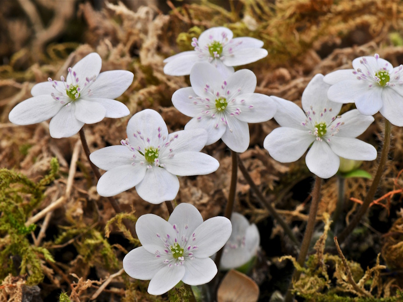 Hepatica nobilis ex 'Giselle'-0